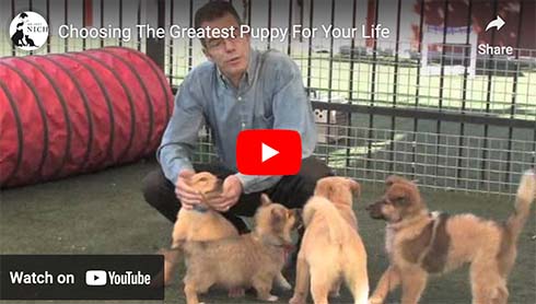 how to choose the best puppy