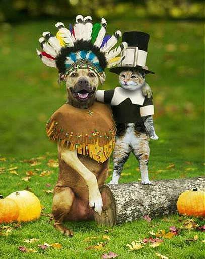 dogs and cats who dread Thanksgiving