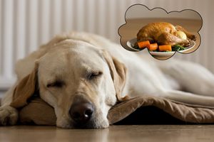 Thanksgiving hazards for pets