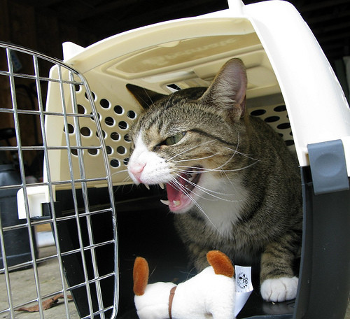 Aggressive cat in veterinary clinic