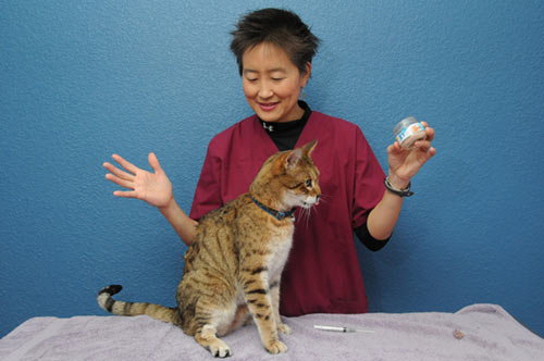 cat injection