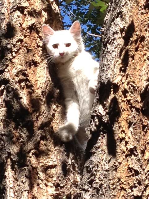 Kitten in a tree