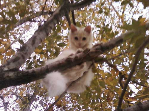 Kitten stuck in tree
