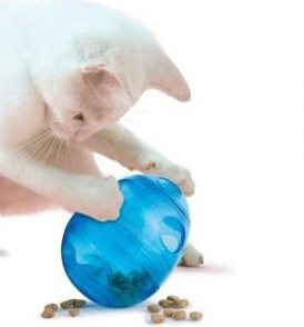 kitten playing with cat food toy