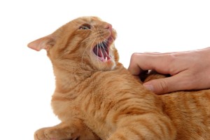 cat petting aggression
