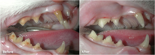 cat teeth diagram