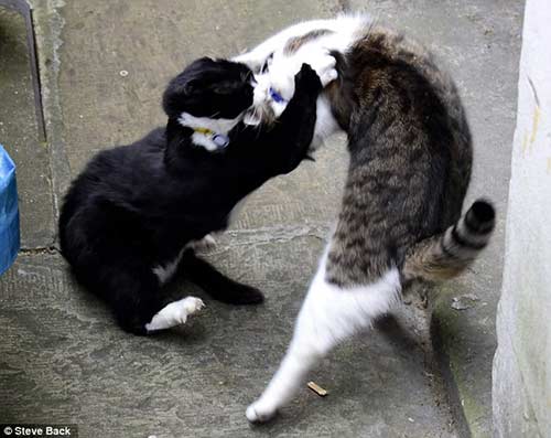 Cats fighting