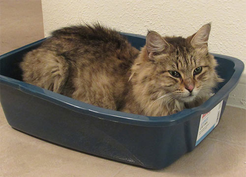 Cat sleeping in litter box