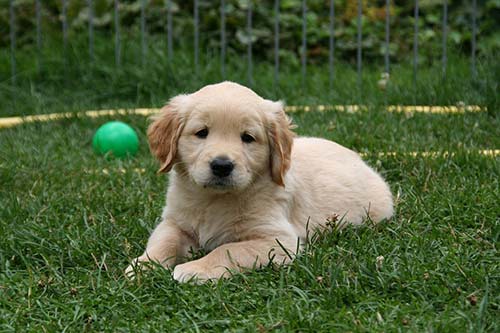 golden retriever puppy