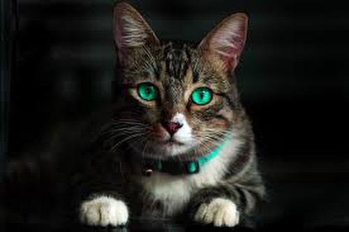 green eyed cat