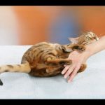 Dr. Nichol’s Video – Hissy, Scratchy, Cranky Kitties