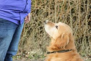 dog listening to commands