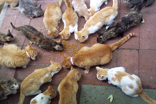 image of multiple cats eating