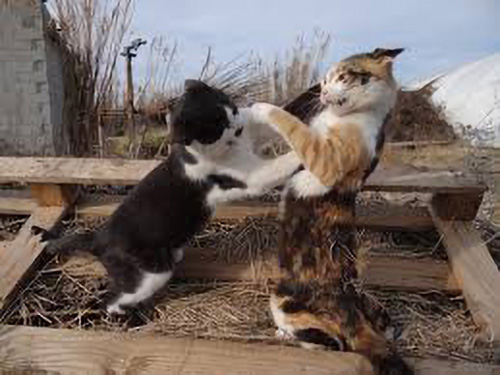 image of cats fighting