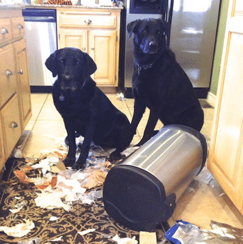 dogs eating trash