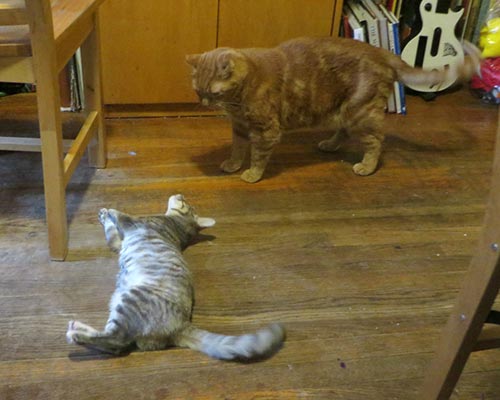 Image of cats about to fight