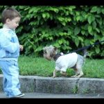 Dr. Nichol’s Video – Children & Dog Bites