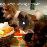 Dr. Nichol’s Video – Dogs, Family Gatherings Overwhelmed & Badly Behaved
