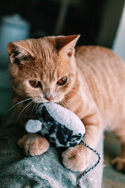 image of cat playing with mouse