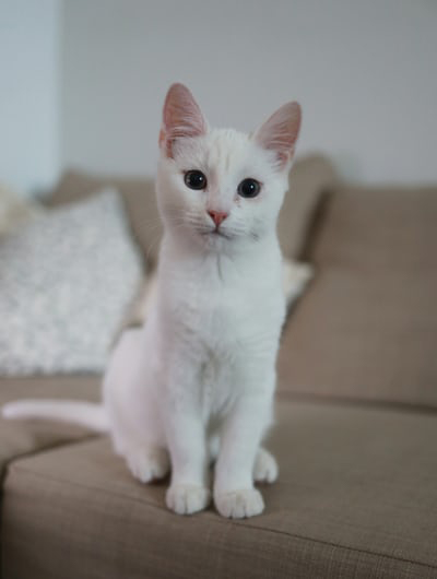 cat sitting on sofa