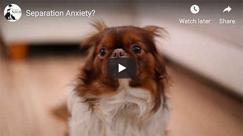 photo of anxious dog