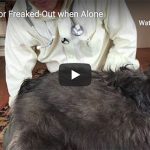 Dr. Nichol’s Video – Painful or Freaked-Out when Alone