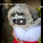 Dr. Nichol’s Video – Gift Pets: Good Idea? Bad Idea?