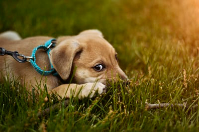 puppy with leash