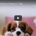 Dr. Nichol’s Video – House Training a Puppy in 1 Day