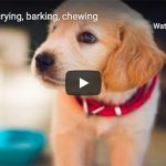 Dr. Nichol’s Video – Puppy crying, barking, chewing
