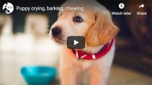 puppy crying barking chewing video