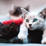 Media – Fostering Feline Friendships