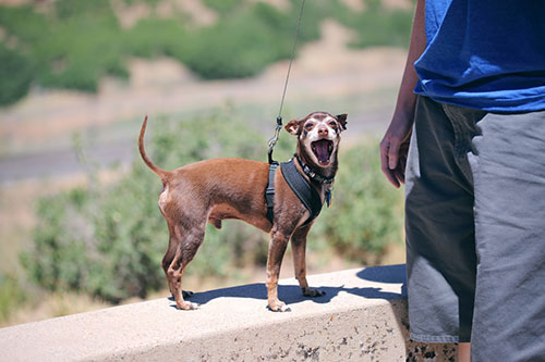 small dog barking