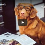 Dr. Nichol’s Video – Pets at Work