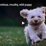 Dr. Nichol’s Video – Rambunctious, mouthy, wild puppy