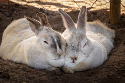 two rabbits