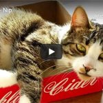 Dr. Nichol’s Video – Pet Cat – Nip