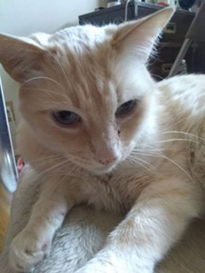 flame point siamese cross eyed