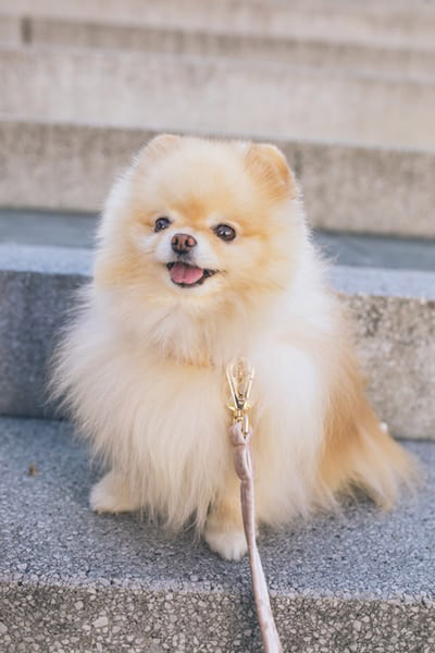 pomeranian