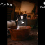 Dr. Nichol’s Video – Sharpen Your Dog