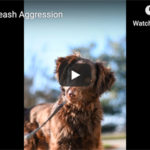 Dr. Nichol’s Video – Derail Leash Aggression