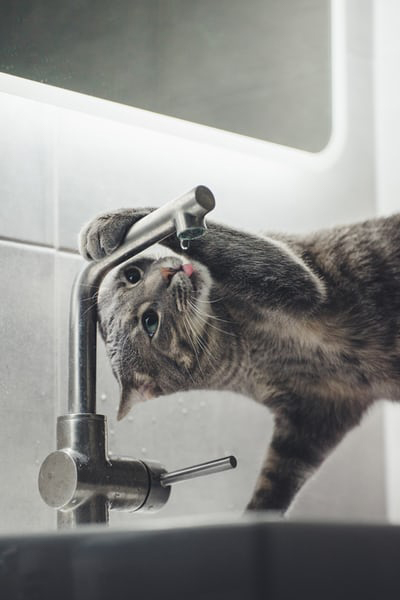 Cat drinking from bathroom faucet