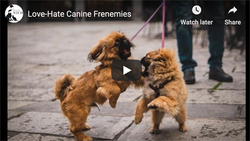canine aggression video