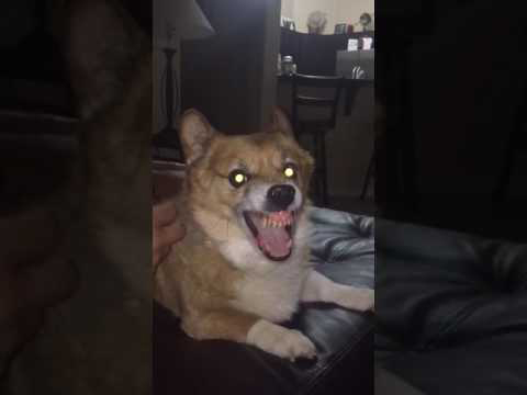 aggressive corgi