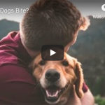 Dr. Nichol’s Video – Do Bad Dogs Bite?