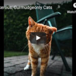 Dr. Nichol’s Video – Cantankerous, Curmudgeonly Cats