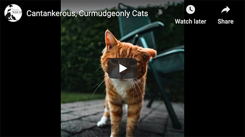 cantankerous cats video