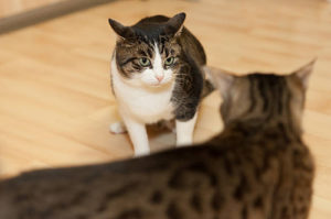 cat fight