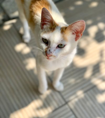 cat with eye discharge