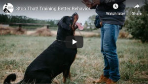 dog behavior training